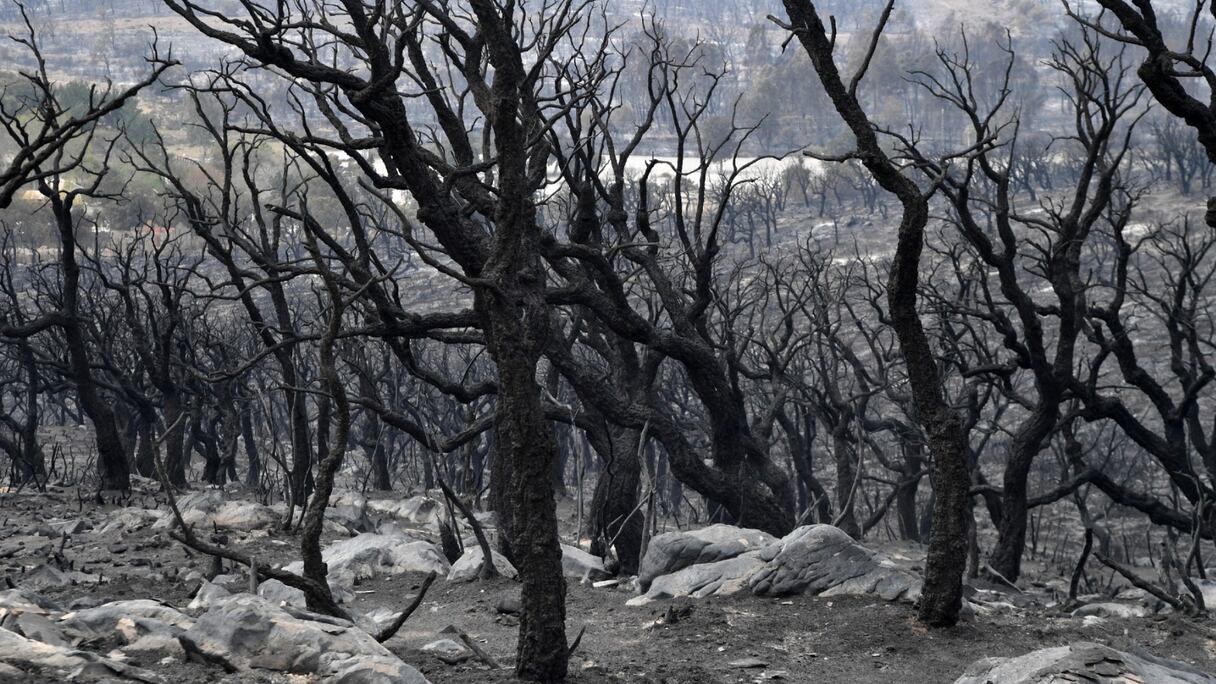 Des arbres calcinées en périphérie dans la région d'El Tarf, en Algérie, le 18 août 2022.