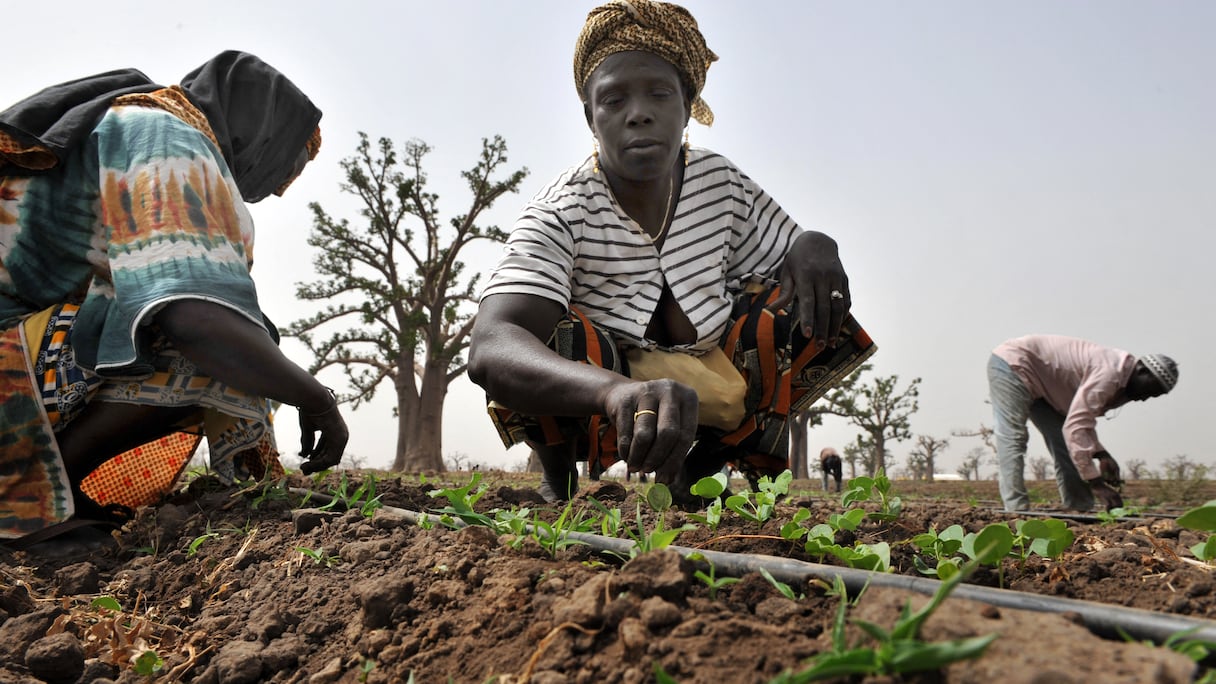 Des agriculteurs sénégalais travaillant dans les champs à Djilakh, à 80 km au sud de Dakar