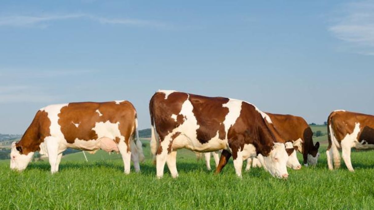 Vaches françaises de la race montbéliarde.