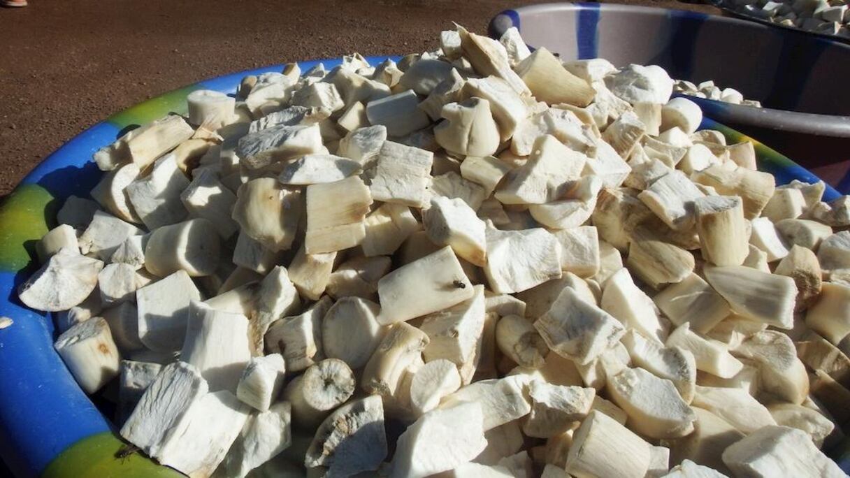 Après, l'épluchage du manioc, il est soigneusement coupé avant d'aller vers la machine pour son broyage.