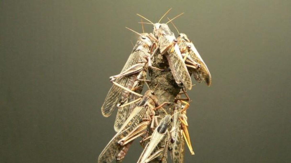 Invasion de criquets.