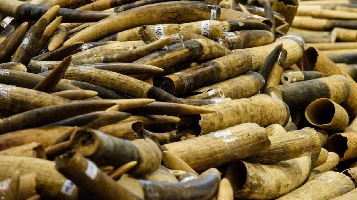 Ivoires d'éléphants
