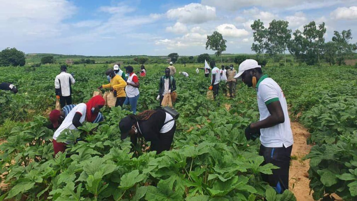 Récolte de gombo des jeunes de Pastef