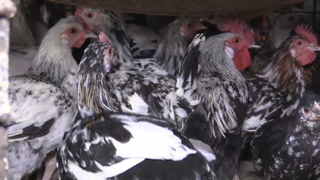 Au marché de volaille de bamako.