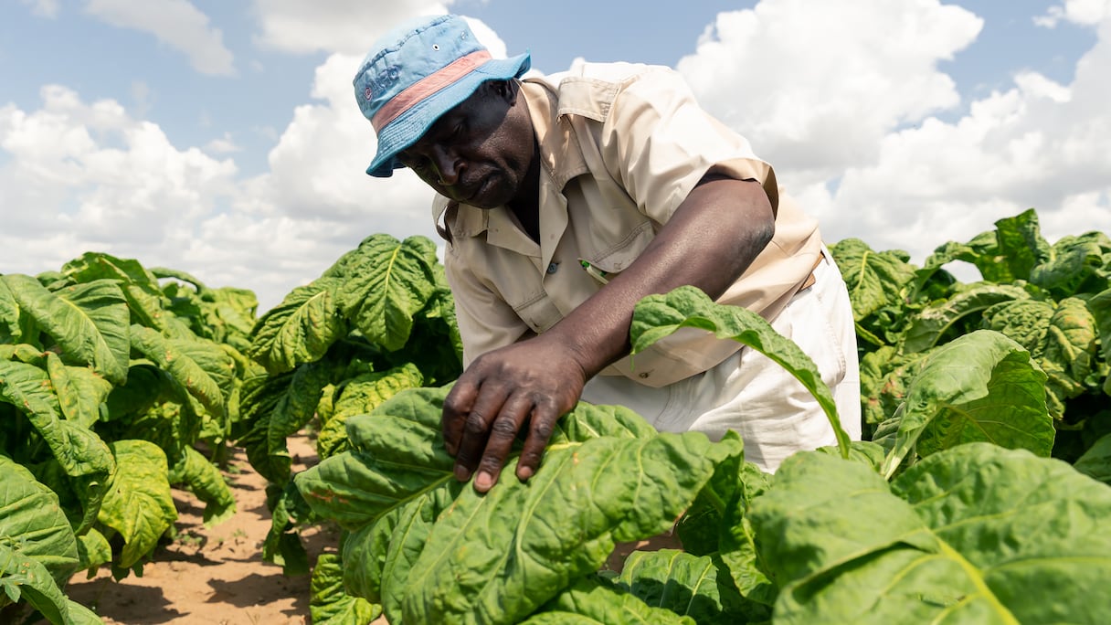 Champ de tabac au Zimbabwe.