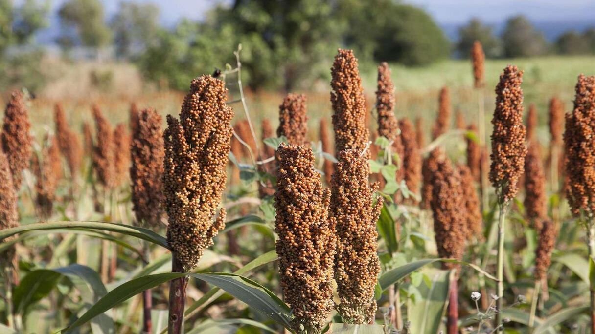 Champ de gros mil ou millet.
