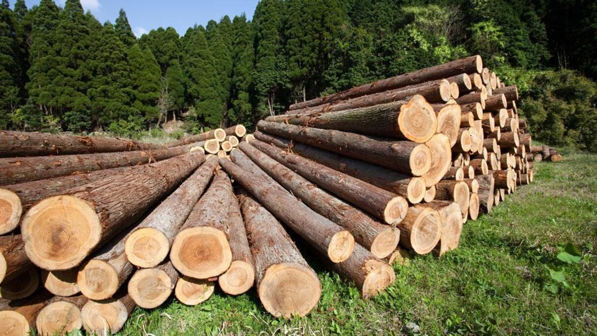 Exploitants Forestiers