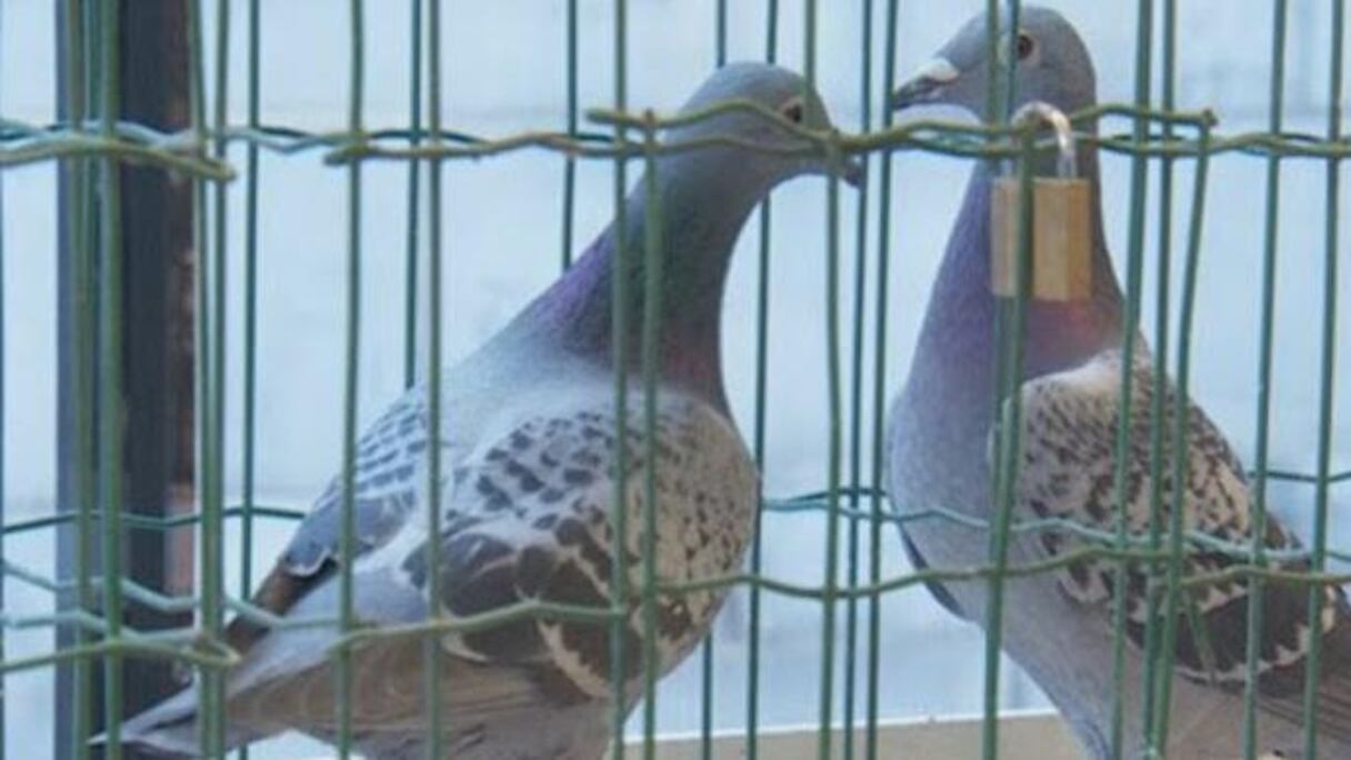 Les jeunes sénégalais se lancent de plus en plus dans l'élevage de pigeons voyageurs.