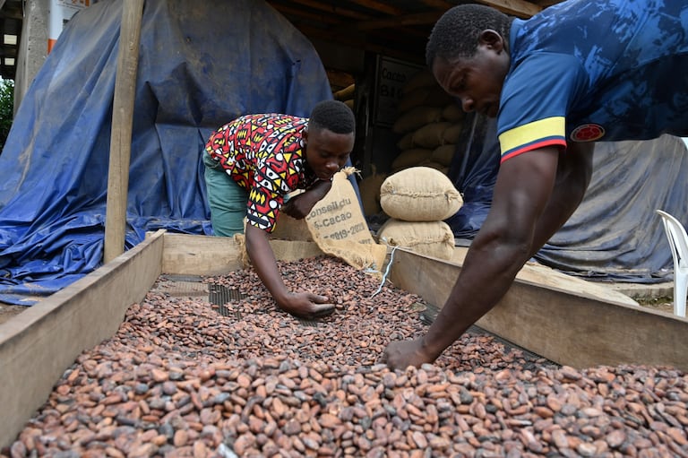 Des producteurs de cacao ivoiriens remplissent des sacs de cacao biologique à l'entrepôt du collectif local d'agriculteurs, la Société coopérative équitable du Bandama (SCEB) à M'brimbo, un village du centre de la Côte d'Ivoire près de Tiassale, le 19 avril 2021.