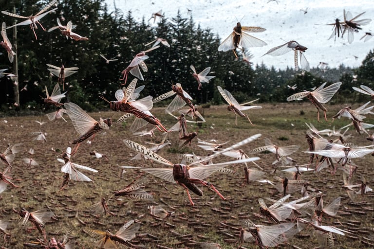 Un essaim de criquets pèlerins à Meru, au Kenya en février 2021