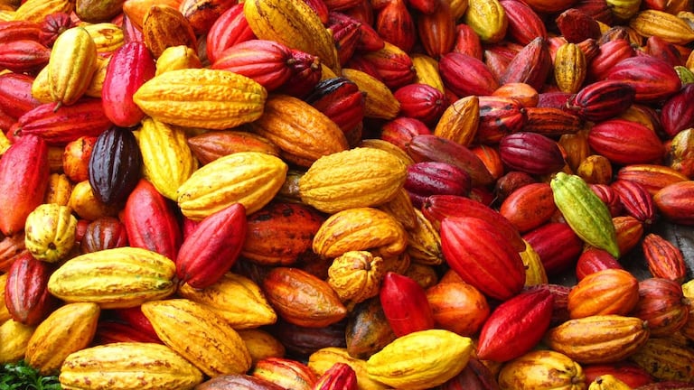 cacao