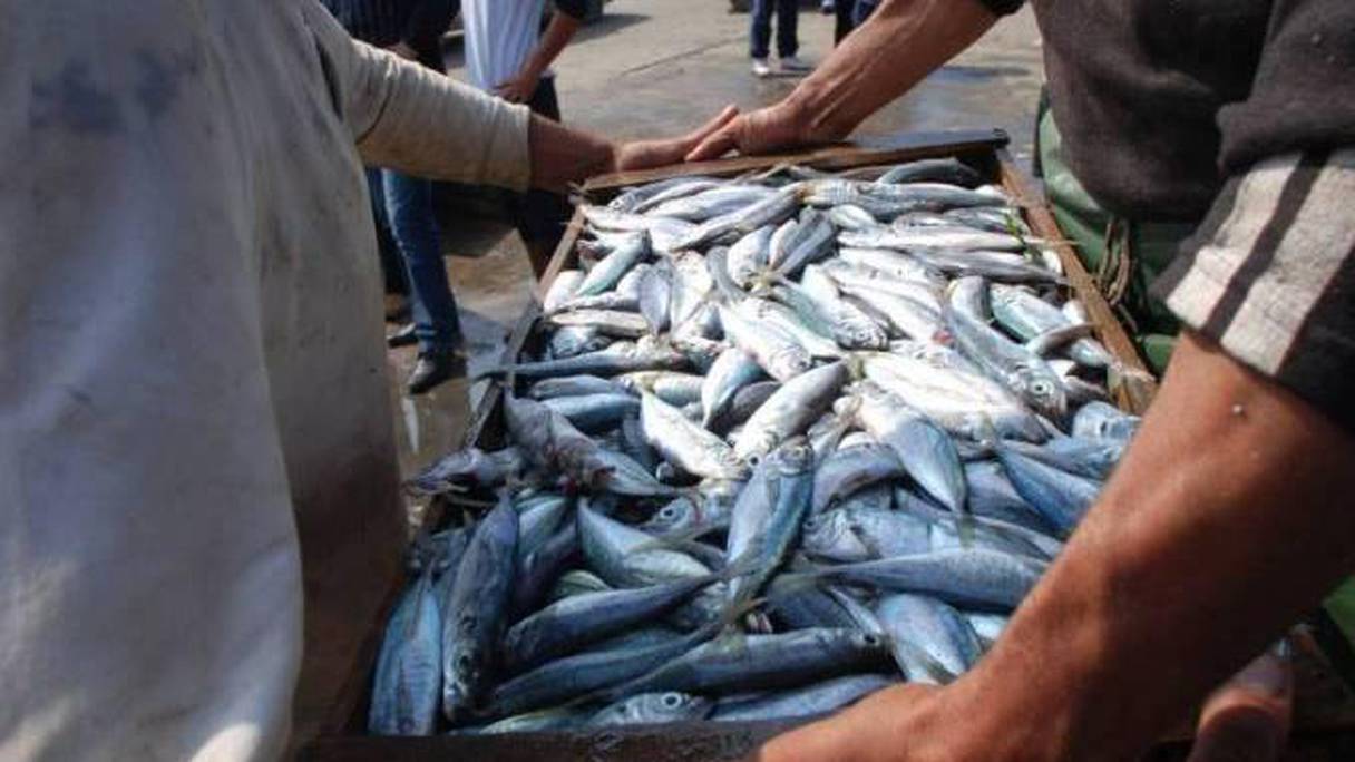 Le prix d'un caisson de sardines peut atteindre plusieurs dizaines de milliers de dinars.
